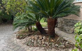 Il giardino delle Cycas
